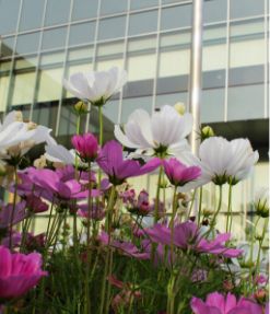 Pink and white flowers added at a commercial landscaping site.