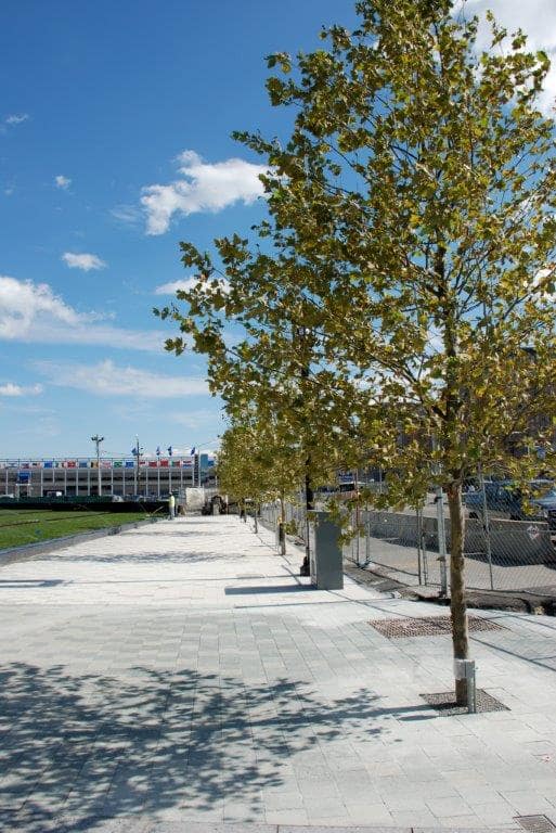 Walking path with small trees lining one side.