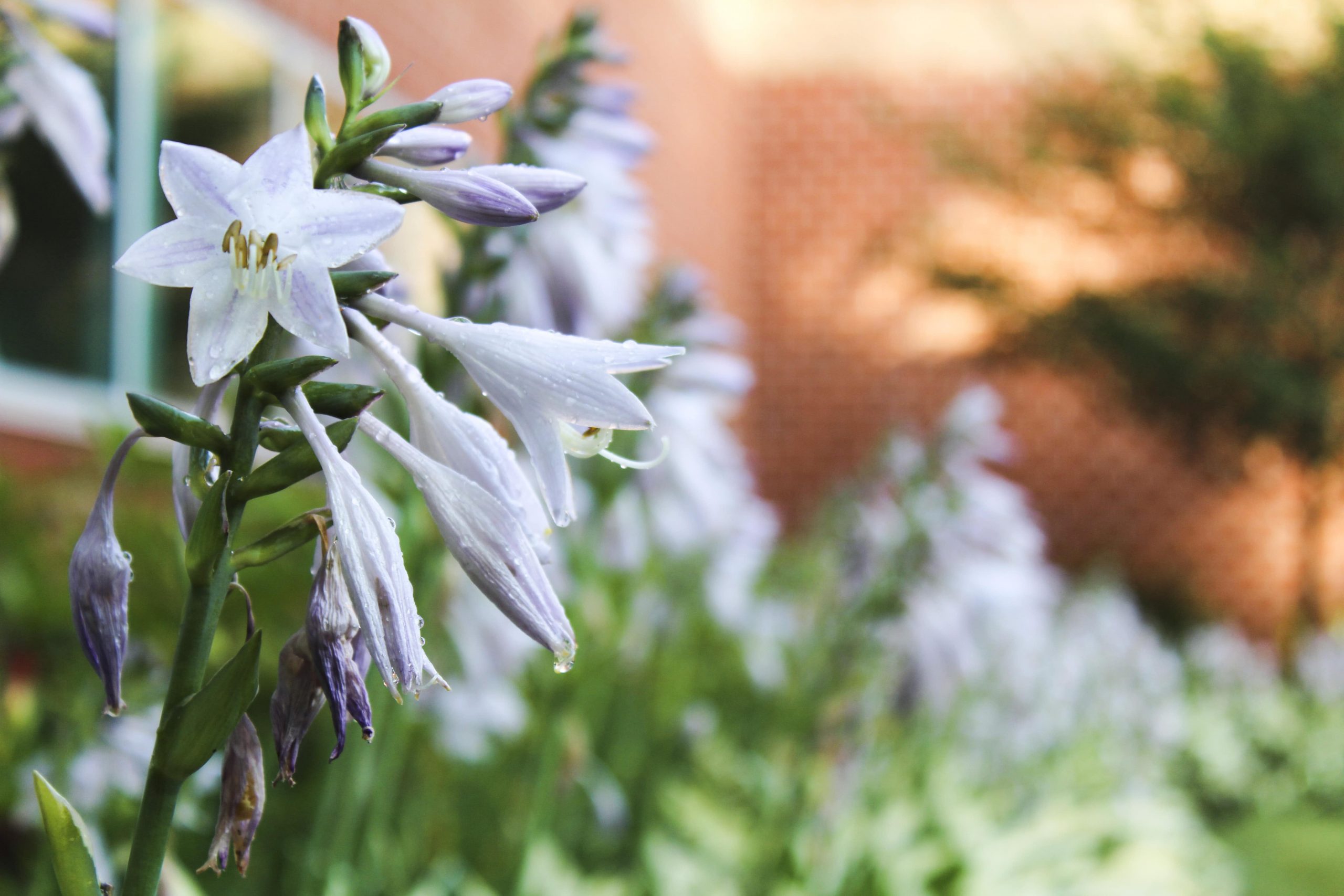 Flowers are the perfect final touch to any landcaping project.