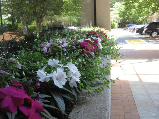 A skinny flower bed placed on a wall along a sidewalk.