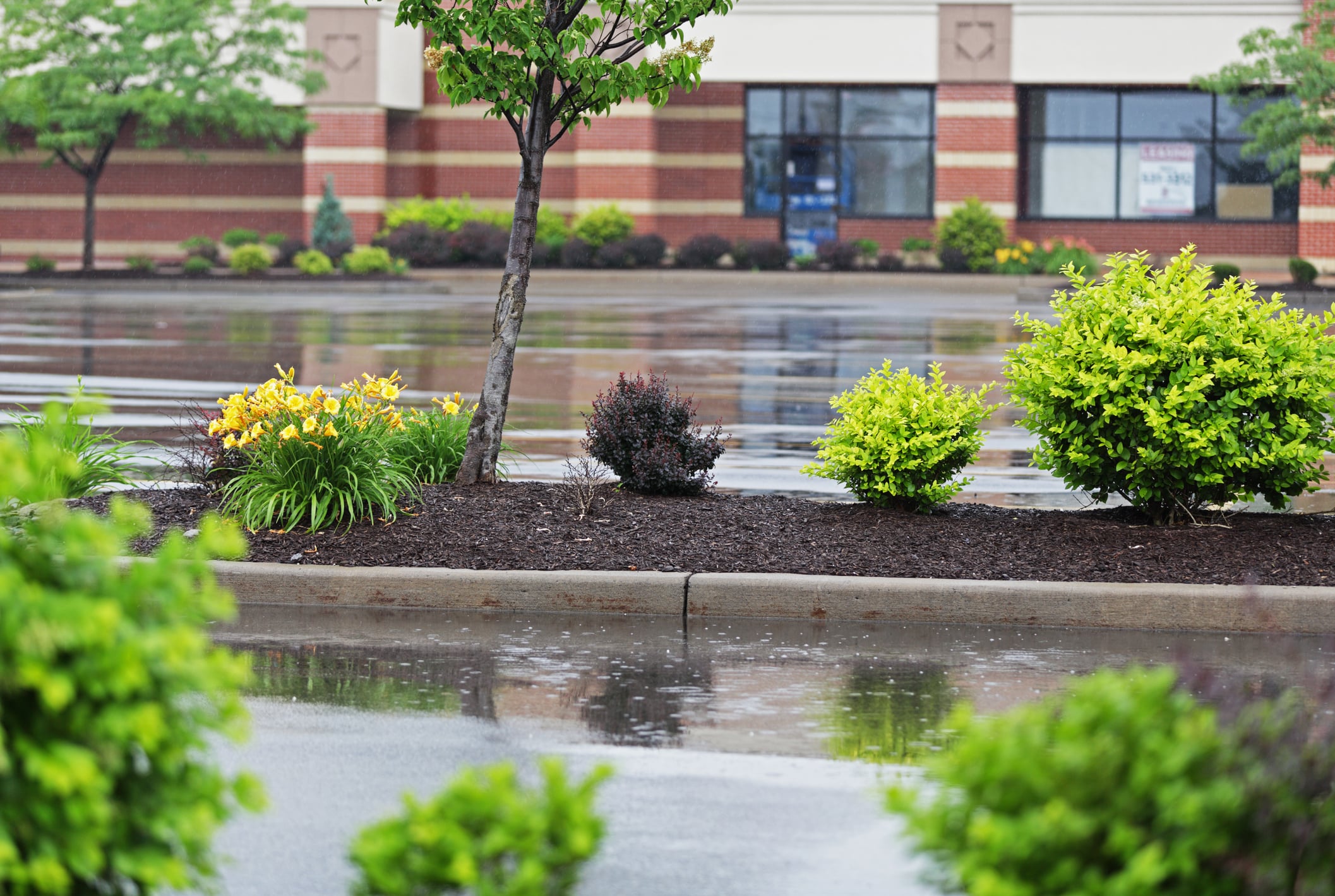 A retail parking lot divider complete with plants and a small tree.