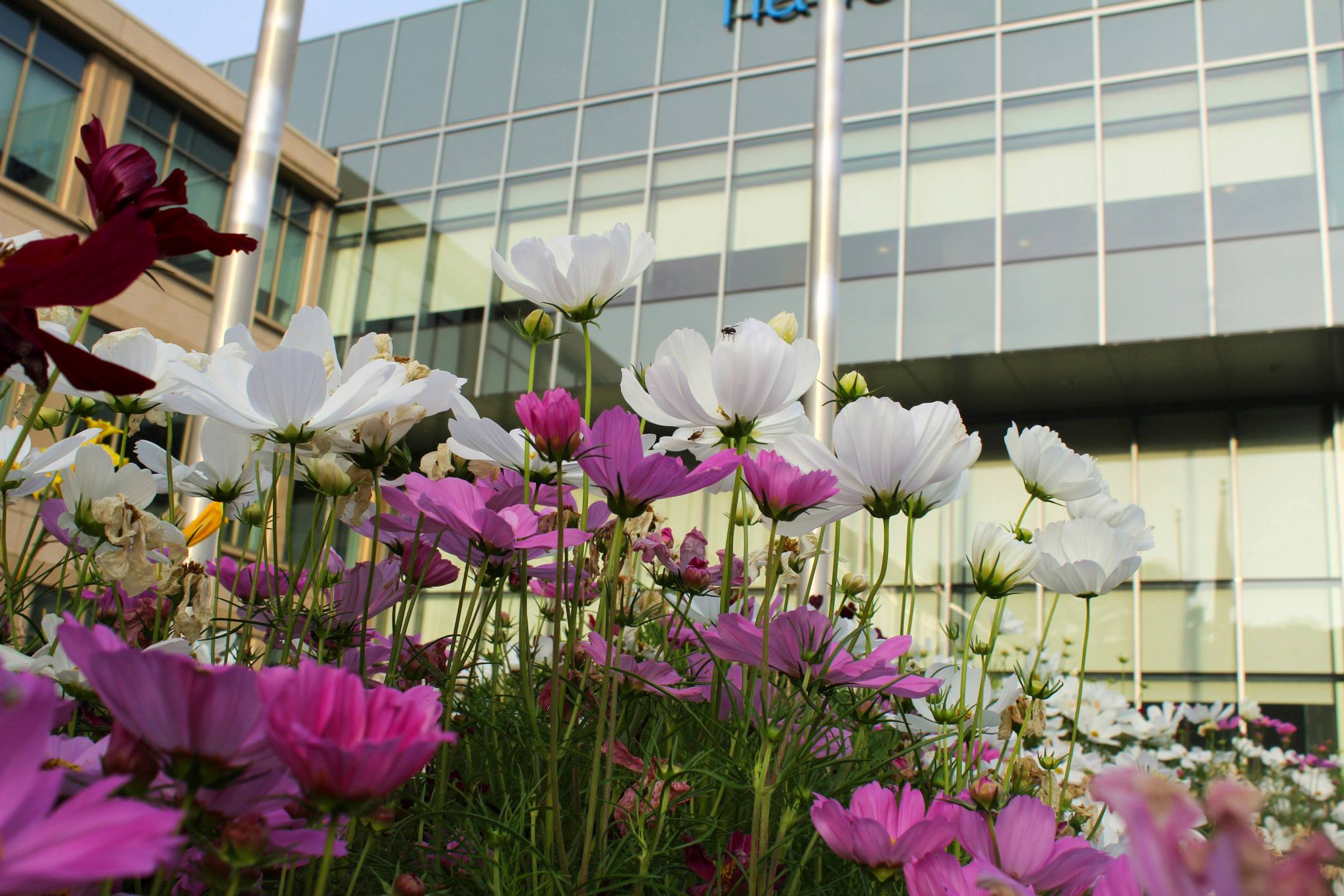 Pink and White flowers added as part of a Commercial or Corporate landscaping project.