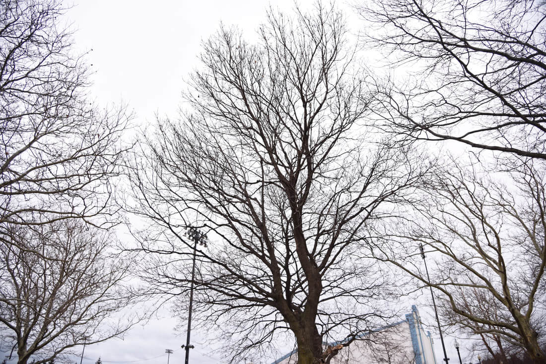 Use these tips for pruning your trees this winter.