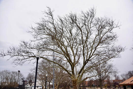 Bare tree in the wintertime for winter pruning tips