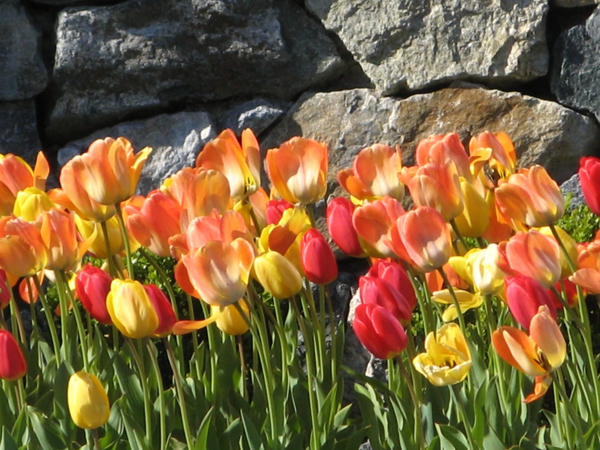 Red and Yellow Tulips