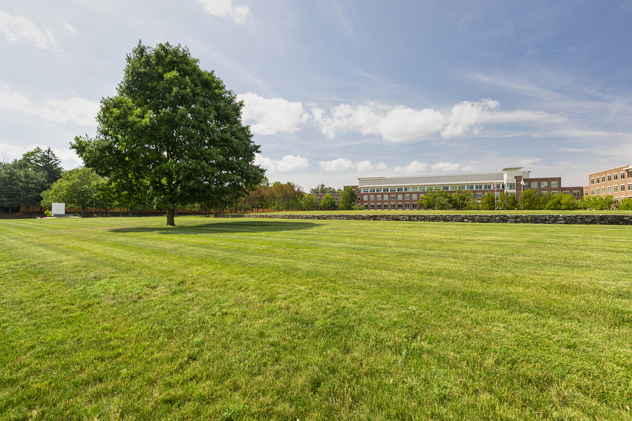 Lawn and Tree Maintenance at Worcester Rd.