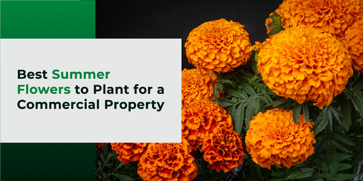 Best Flowers to Plant for Commercial Properties