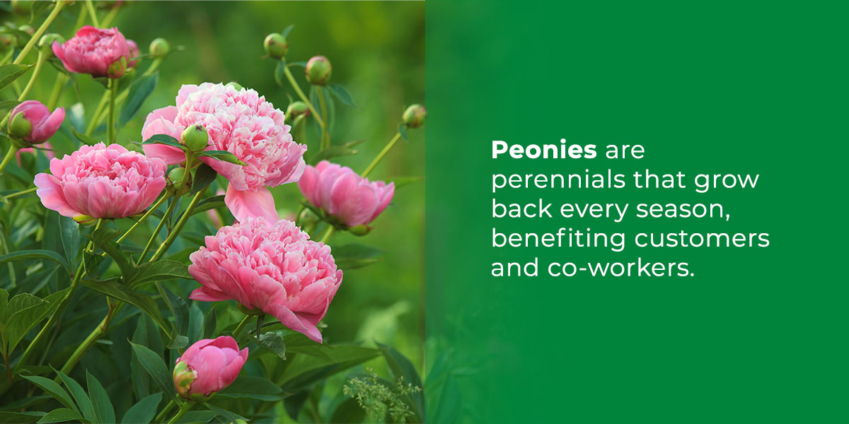 Peonies Benefits For Commercial Property